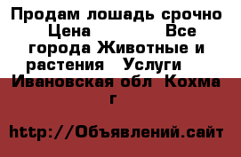 Продам лошадь срочно › Цена ­ 30 000 - Все города Животные и растения » Услуги   . Ивановская обл.,Кохма г.